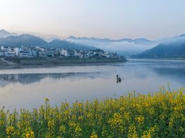 Cina: comincia la fioritura lungo il fiume Xin’an (3)