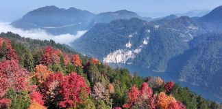 La Cina registra progressi costanti nel rinverdimento del territorio