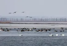 Cina: gli uccelli migratori arrivano al lago Wolong per la primavera (1)