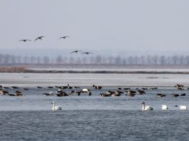 Cina: gli uccelli migratori arrivano al lago Wolong per la primavera (1)