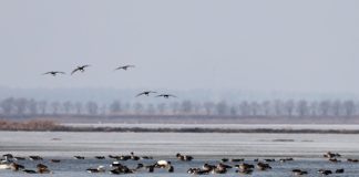 Cina: gli uccelli migratori arrivano al lago Wolong per la primavera (1)