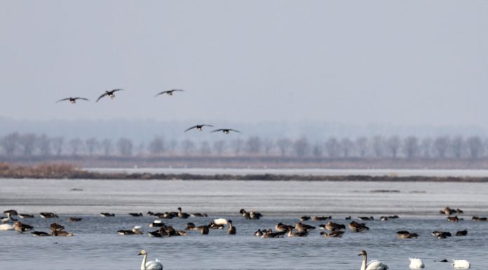 Cina: gli uccelli migratori arrivano al lago Wolong per la primavera (1)