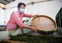 Cina: a Rongchang entra nel vivo la raccolta del tè (1)