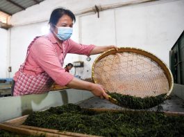 Cina: a Rongchang entra nel vivo la raccolta del tè (1)