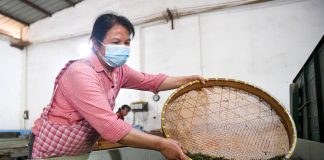 Cina: a Rongchang entra nel vivo la raccolta del tè (1)