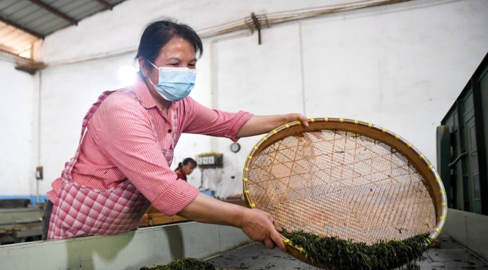 Cina: a Rongchang entra nel vivo la raccolta del tè (1)