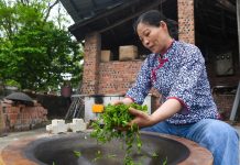 Cina: a Rongchang entra nel vivo la raccolta del tè (2)