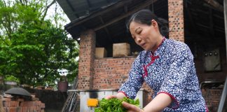 Cina: a Rongchang entra nel vivo la raccolta del tè (2)