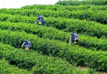 Cina: a Rongchang entra nel vivo la raccolta del tè (3)