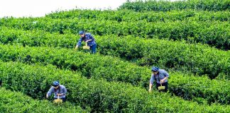 Cina: a Rongchang entra nel vivo la raccolta del tè (3)