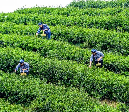 Cina: a Rongchang entra nel vivo la raccolta del tè (3)