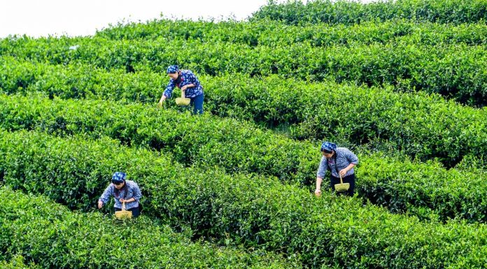 Cina: a Rongchang entra nel vivo la raccolta del tè (3)