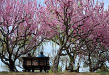 Cina: turisti al Longtan Park di Pechino per le prime giornate di primavera (3)