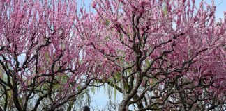 Cina: turisti al Longtan Park di Pechino per le prime giornate di primavera (3)