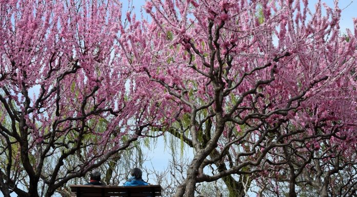 Cina: turisti al Longtan Park di Pechino per le prime giornate di primavera (3)