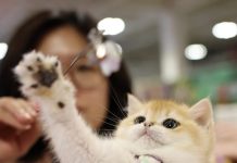 Cina: a Lanzhou apre la fiera degli animali da compagnia (1)