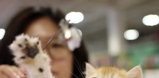 Cina: a Lanzhou apre la fiera degli animali da compagnia (1)