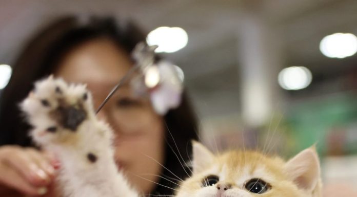 Cina: a Lanzhou apre la fiera degli animali da compagnia (1)