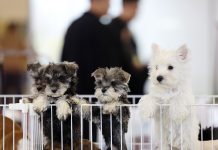 Cina: a Lanzhou apre la fiera degli animali da compagnia (3)