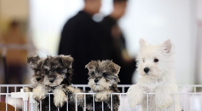 Cina: a Lanzhou apre la fiera degli animali da compagnia (3)