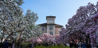 Italia: le foto delle magnolie in fiore a Milano