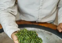 Cina: comincia stagione del raccolto nelle piantagioni di tè a Wuyi (3)