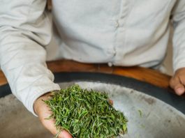 Cina: comincia stagione del raccolto nelle piantagioni di tè a Wuyi (3)