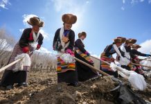 Cina: Xizang, Gaiba celebra inizio di lavori agricoli primaverili (1)