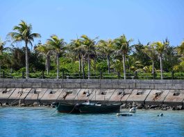 Cina: l’isola di Zhaoshu diventa un’oasi verde grazie alla tutela ecologica (1)