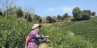 Cina: comincia stagione del raccolto nelle piantagioni di tè a Wuyi (1)