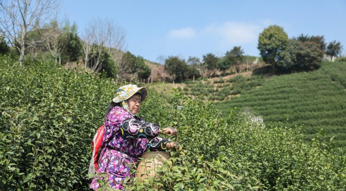 Cina: comincia stagione del raccolto nelle piantagioni di tè a Wuyi (1)