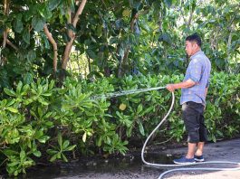 Cina: l’isola di Zhaoshu diventa un’oasi verde grazie alla tutela ecologica (2)