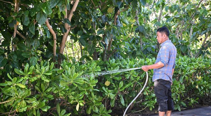 Cina: l’isola di Zhaoshu diventa un’oasi verde grazie alla tutela ecologica (2)