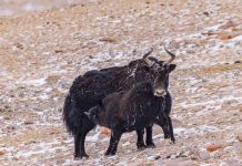 Cina: Xizang, yak selvatici pascolano vicino al ghiacciaio Zangser Kangri (3)