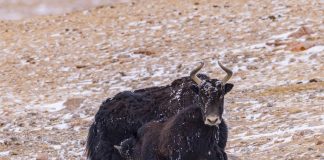 Cina: Xizang, yak selvatici pascolano vicino al ghiacciaio Zangser Kangri (3)