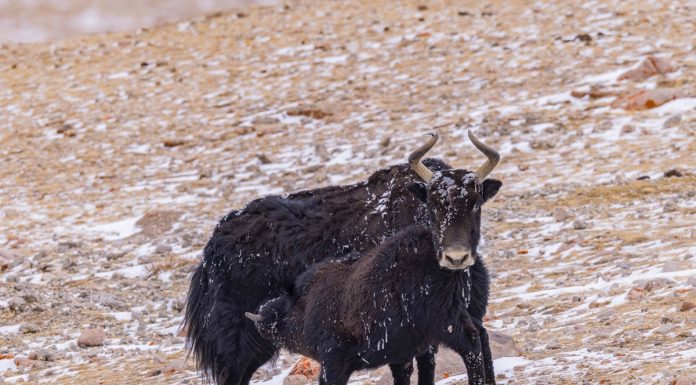 Cina: Xizang, yak selvatici pascolano vicino al ghiacciaio Zangser Kangri (3)