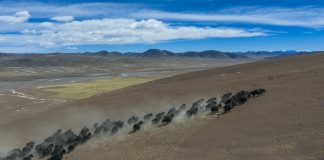 Cina: Xizang, yak selvatici pascolano vicino al ghiacciaio Zangser Kangri (2)