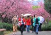 Cina: ciliegi in fiore rilanciano turismo di inizio primavera (1)