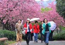 Cina: ciliegi in fiore rilanciano turismo di inizio primavera (1)