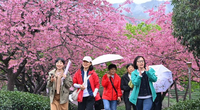 Cina: ciliegi in fiore rilanciano turismo di inizio primavera (1)
