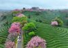 Cina: ciliegi in fiore rilanciano turismo di inizio primavera (2)