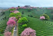 Cina: ciliegi in fiore rilanciano turismo di inizio primavera (2)