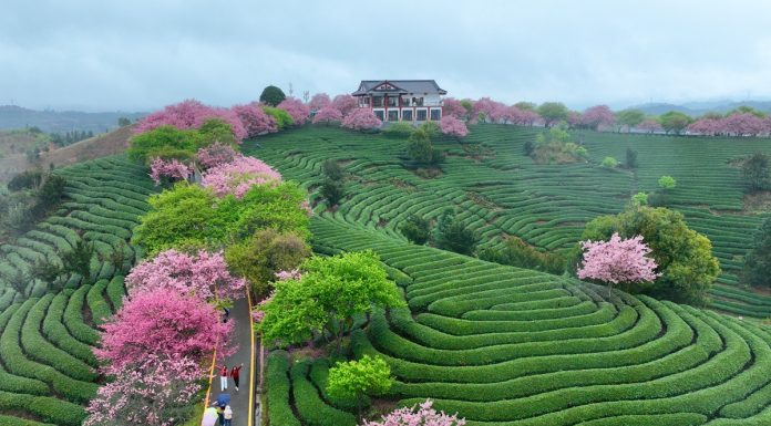 Cina: ciliegi in fiore rilanciano turismo di inizio primavera (2)