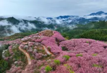 Cina: ciliegi in fiore rilanciano turismo di inizio primavera (3)