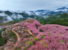 Cina: ciliegi in fiore rilanciano turismo di inizio primavera (3)