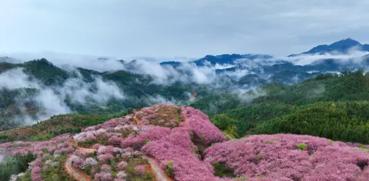 Cina: ciliegi in fiore rilanciano turismo di inizio primavera (3)