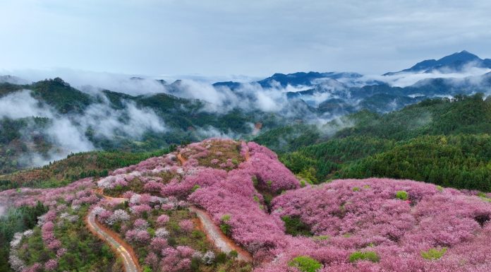 Cina: ciliegi in fiore rilanciano turismo di inizio primavera (3)