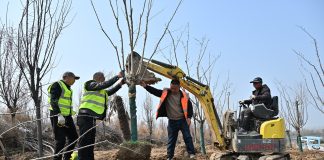 Cina: rapporto, tasso di copertura forestale ed erbosa supera il 56%
