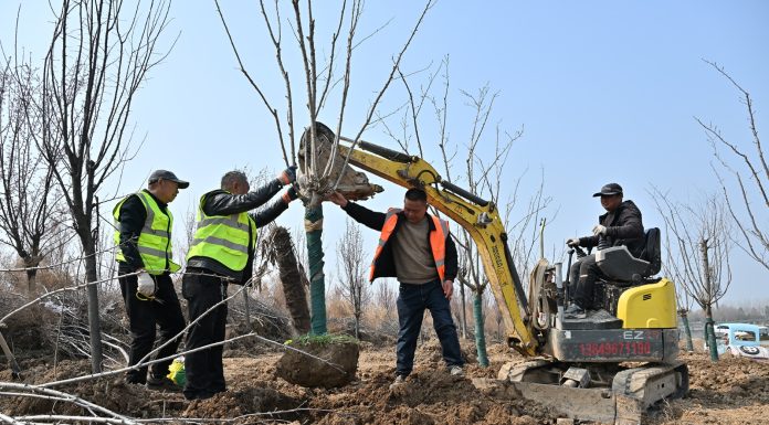 Cina: rapporto, tasso di copertura forestale ed erbosa supera il 56%