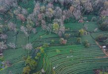 Cina: Hangzhou, in corso raccolta di foglie di tè del Lago Occidentale (1)